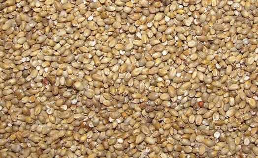 Millet supplier image